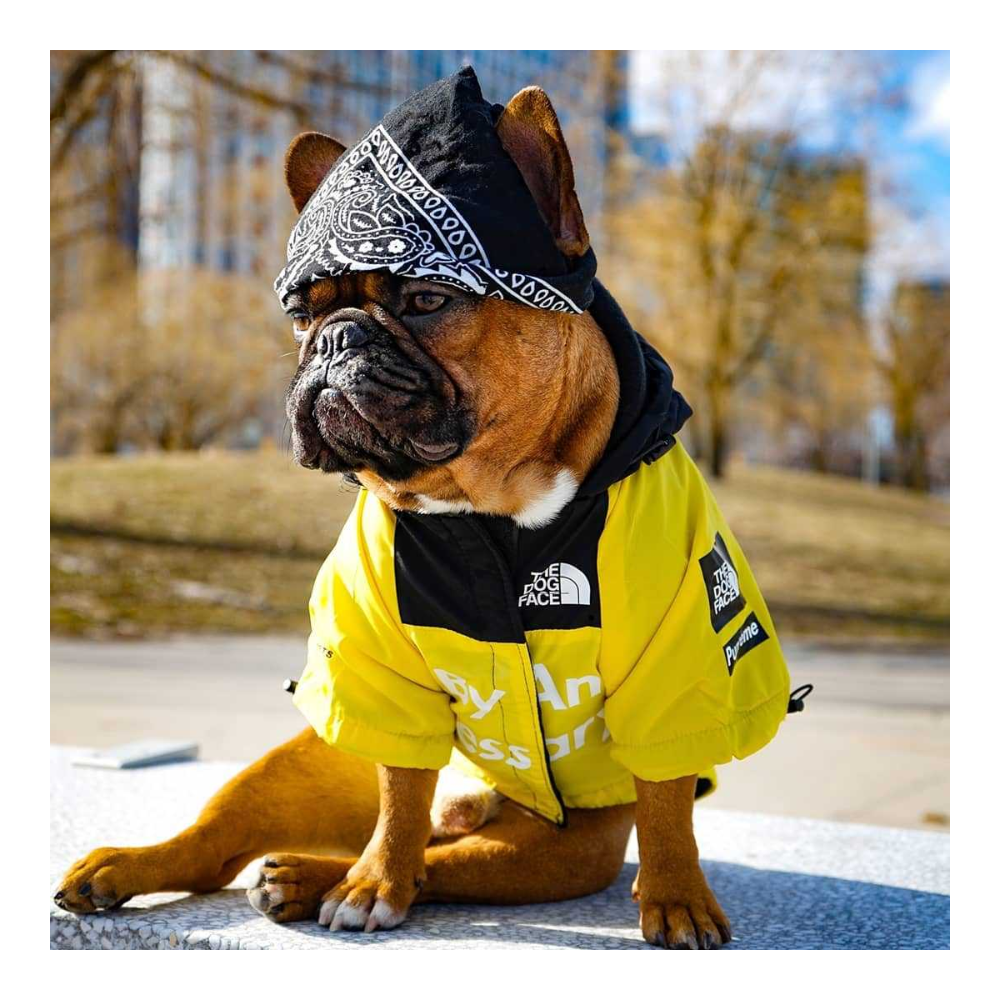 The Dog Face Raincoat