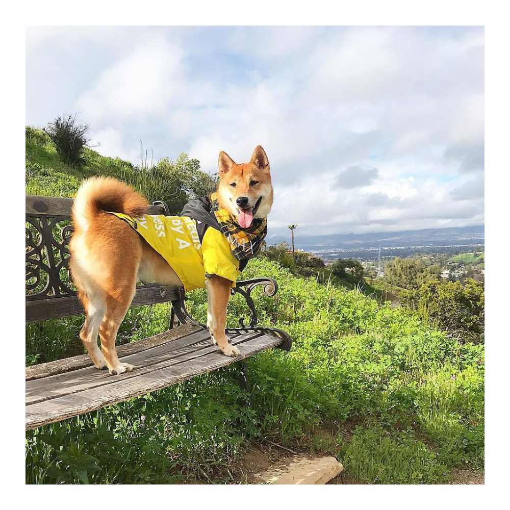 The Dog Face Raincoat