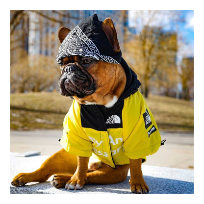 The Dog Face Raincoat